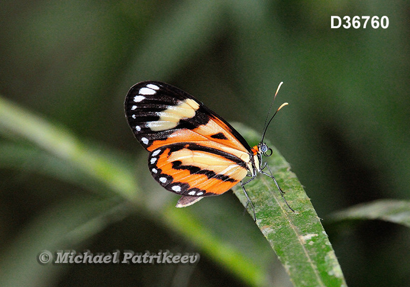 Isabella Longwing (Eueides isabella dianasa)